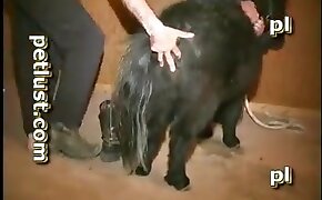 free zoofilia video, fuck with animal porn